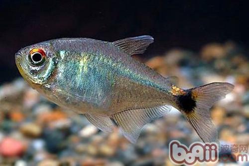 Introduction to blood-finned fish species