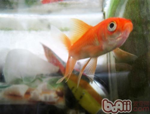 rare Introduction to rare goldfish species