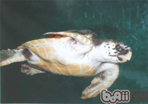 Tingjing Yangli Introduction to species of turtles