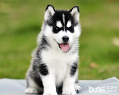 Is it suitable for novices to raise Huskies-